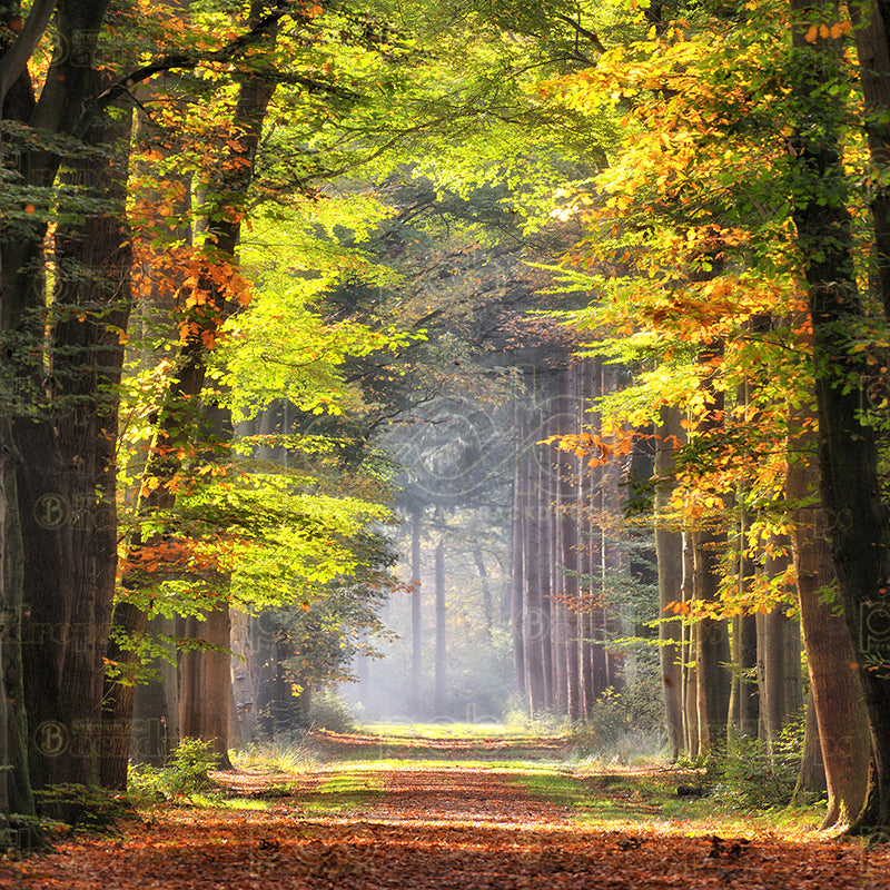 premium one pillowcover backdrops-Autumn Forest Path