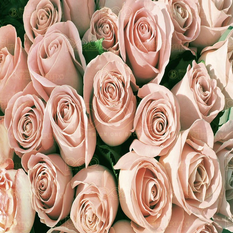 premium one pillowcover backdrops-Blush Rose Bloom