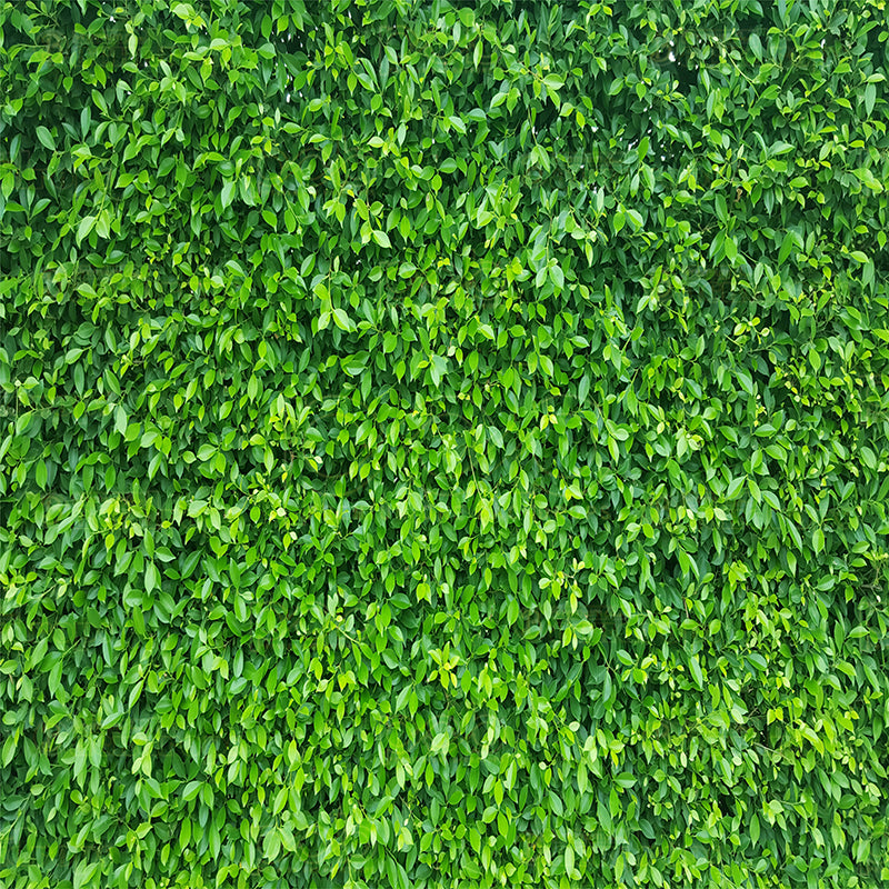 premium one pillow cover backdrops-Boxwood