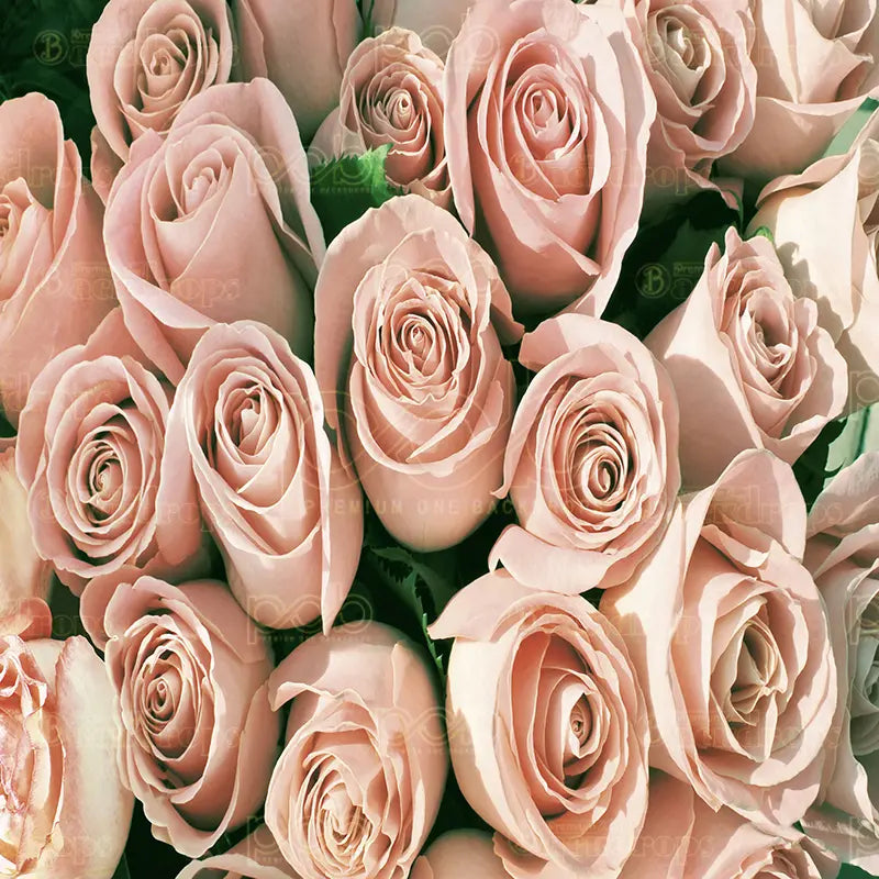 Pillow-cover-backdrops-Blush_Rose_Bloom-pob-backdrops