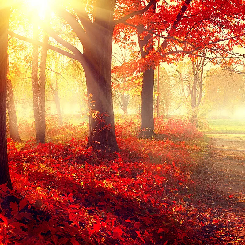 Pillow_Cover_Backdrops_Autumn_Stroll-pob-backdrops
