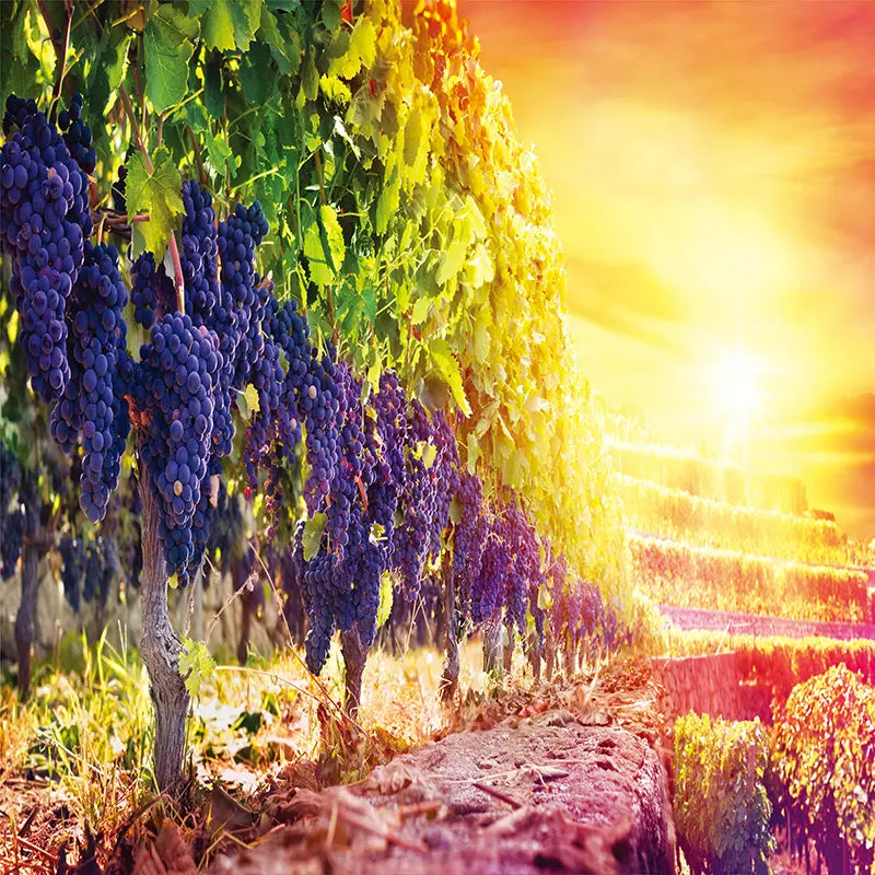 Pillow_Cover_Backdrops_Grape_Vineyard-pob-backdrops