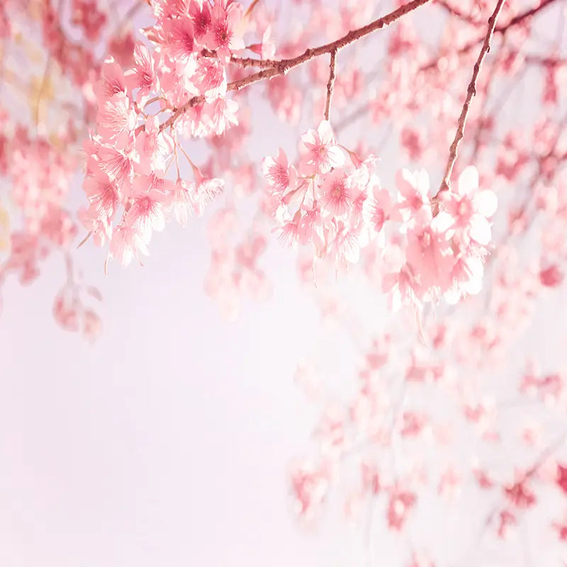 Pillow_Cover_Backdrops_Mesmerizing_Pink_Blur-pob-backdrops