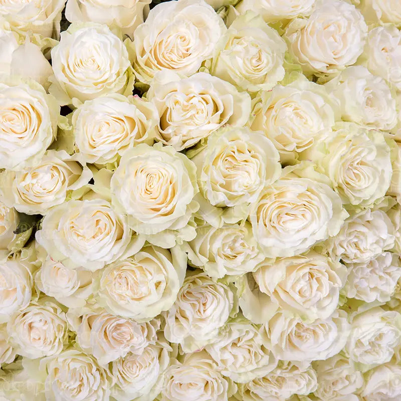 Pillow_Cover_Backdrops_Soft_Cream_Floral_Wave-pob-backdrops