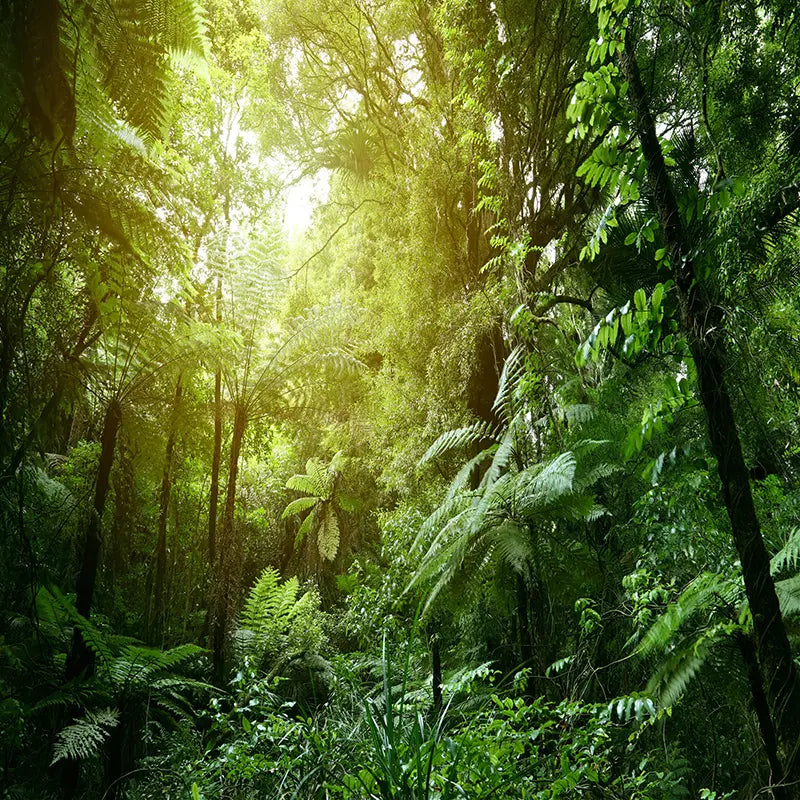 Pillow_Cover_Backdrops_Sunlight_Forest-pob-backdrops
