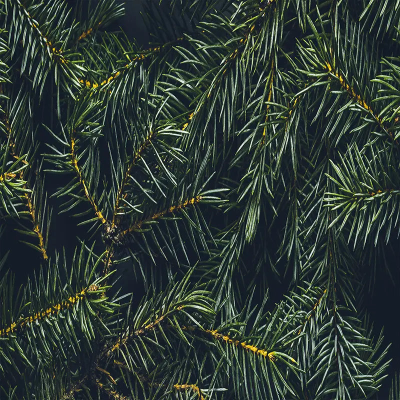 Pillow_Cover_Backdrops_green_palm-pob-backdrops