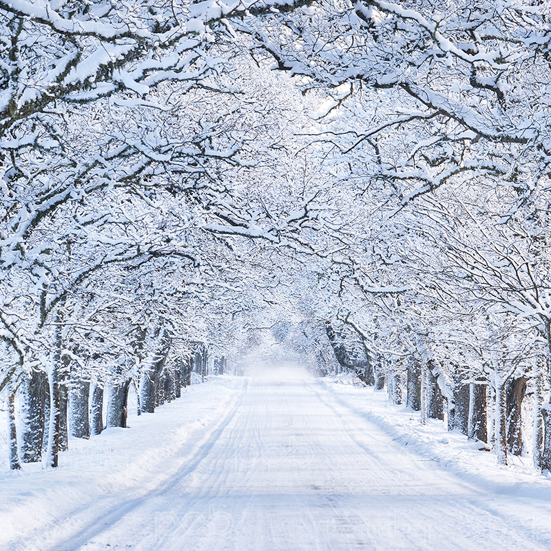 premium one pillowcover backdrops-Winter Path
