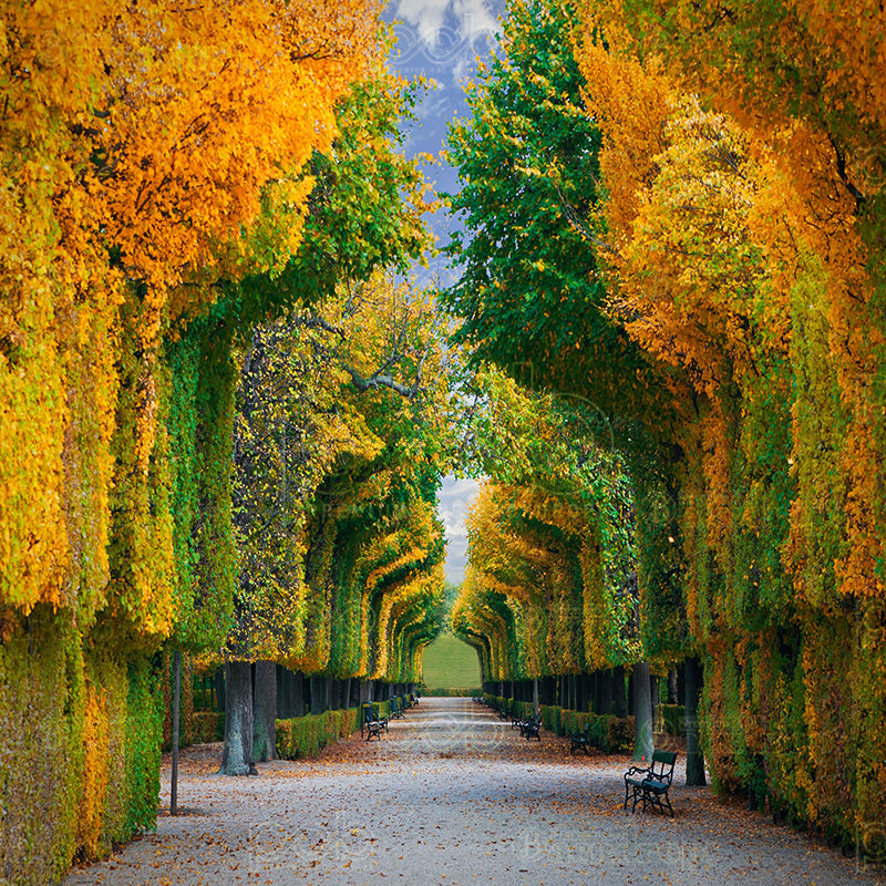 premium one pillowcover backdrops-AUTUMN PATH