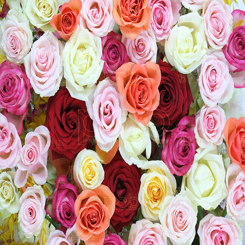 premium one pillow cover backdrops-Beauty Roses