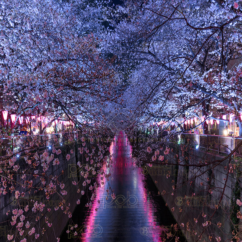 premium one pillowcover backdrops-Cherry Blossoms At Night