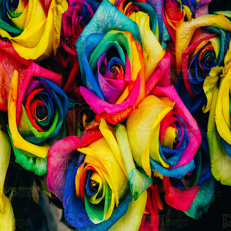 premium one pillowcover backdrops-Colorful Large Roses