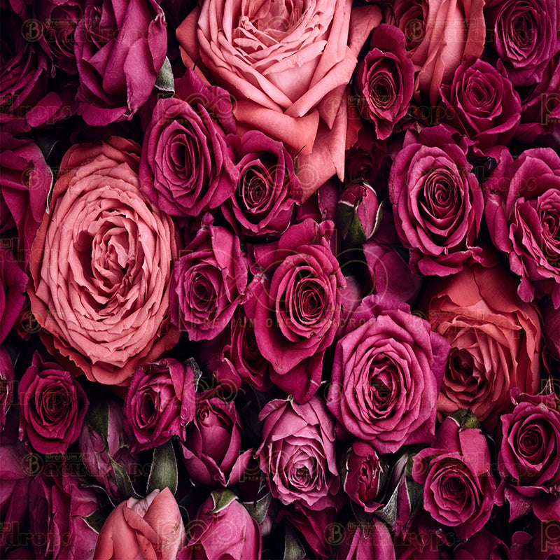 premium one pillowcover backdrops-Dark Pink Roses