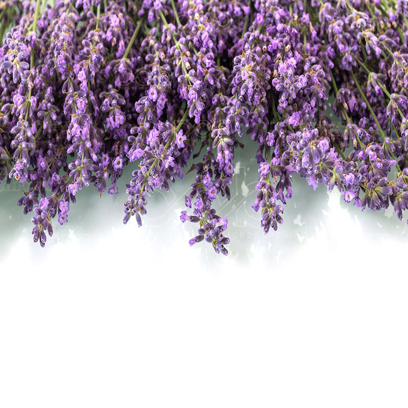 premium one pillowcover backdrops-Elegant Lavander