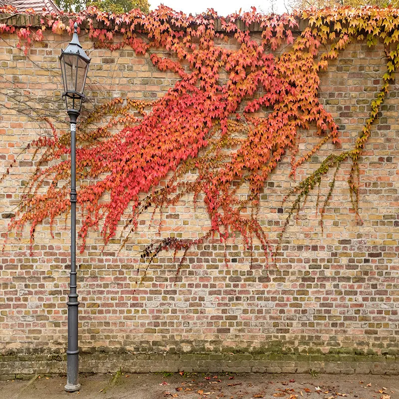 Pillow_Cover_Backdrops_Autumn_City-pob-backdrops