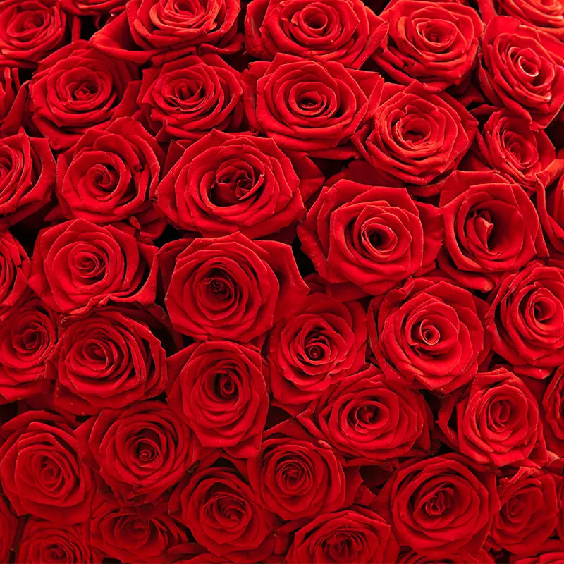 Pillow_Cover_Backdrops_Crimson_Rose_Garden-pob-backdrops