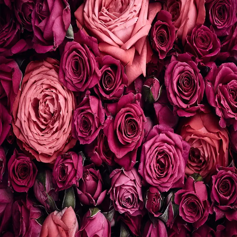 Pillow_Cover_Backdrops_Dark_Pink_Roses-pob-backdrops