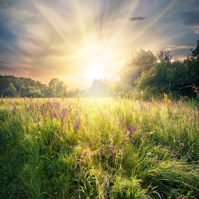Pillow_Cover_Backdrops_Greenery_Sunset_Blur-pob-backdrops