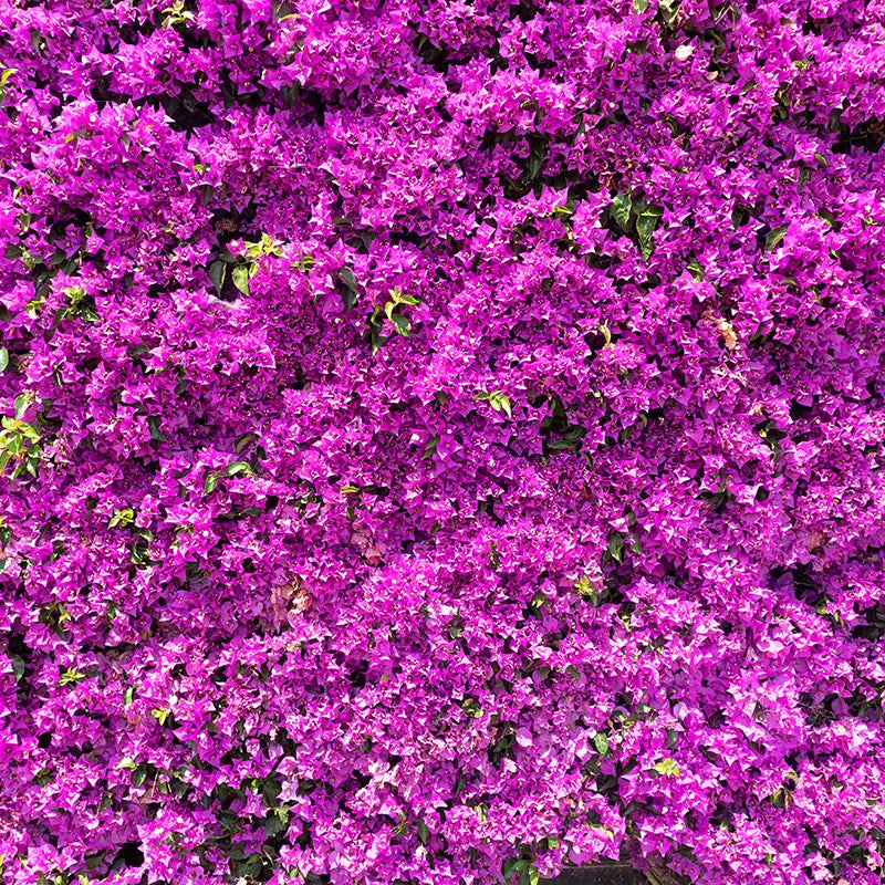 Pillow_Cover_Backdrops_Purple_Bush_Garden-pob-backdrops