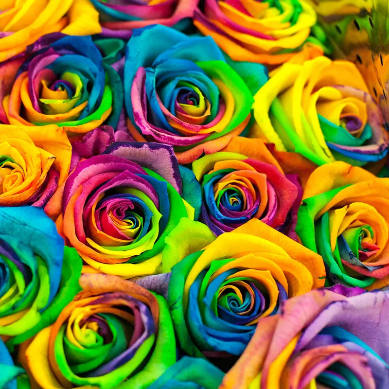 Pillow_Cover_Backdrops_Rainbow_Rose_Radiance-pob-backdrops