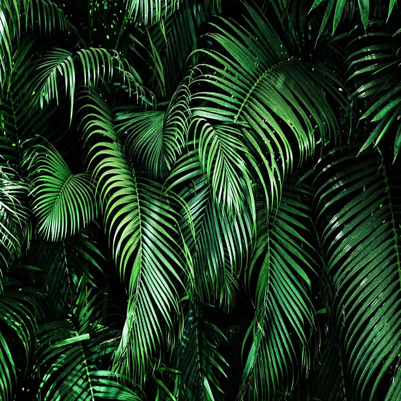 Pillow_Cover_Backdrops_Tropical_palms-pob-backdrops