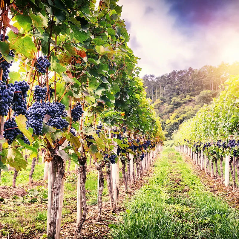 Pillow_Cover_Backdrops_Vineyard_Stroll-pob-backdrops