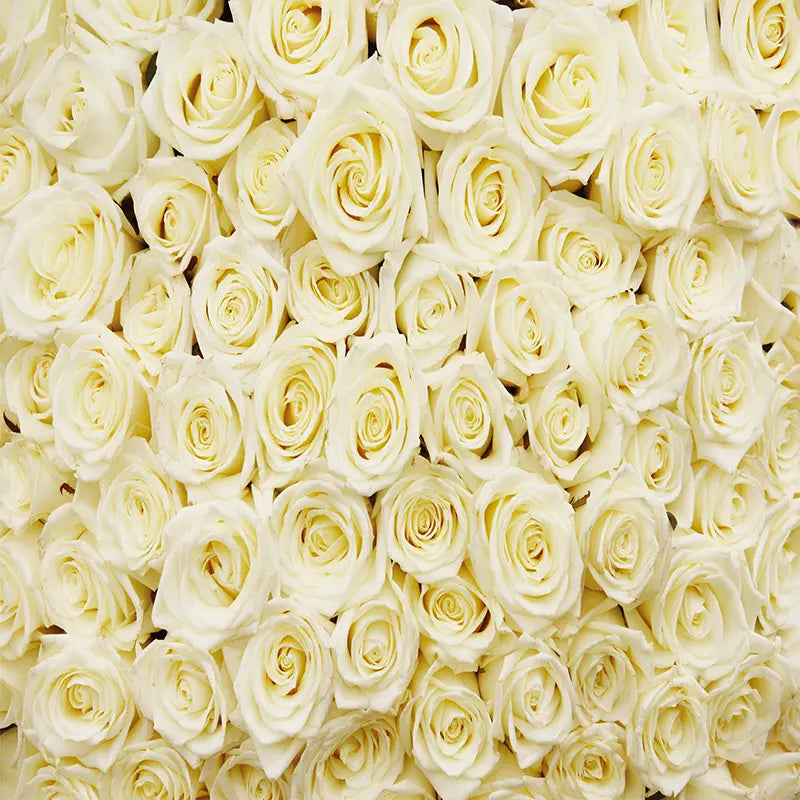 Pillow_Cover_Backdrops_White_Rose_Abstract-pob-backdrops