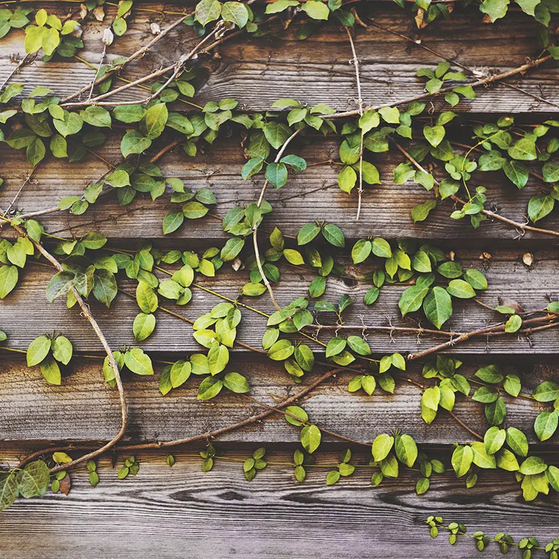 Pillow_Cover_Backdrops_Wooden_Zig_Zag_Branches-pob-backdrops