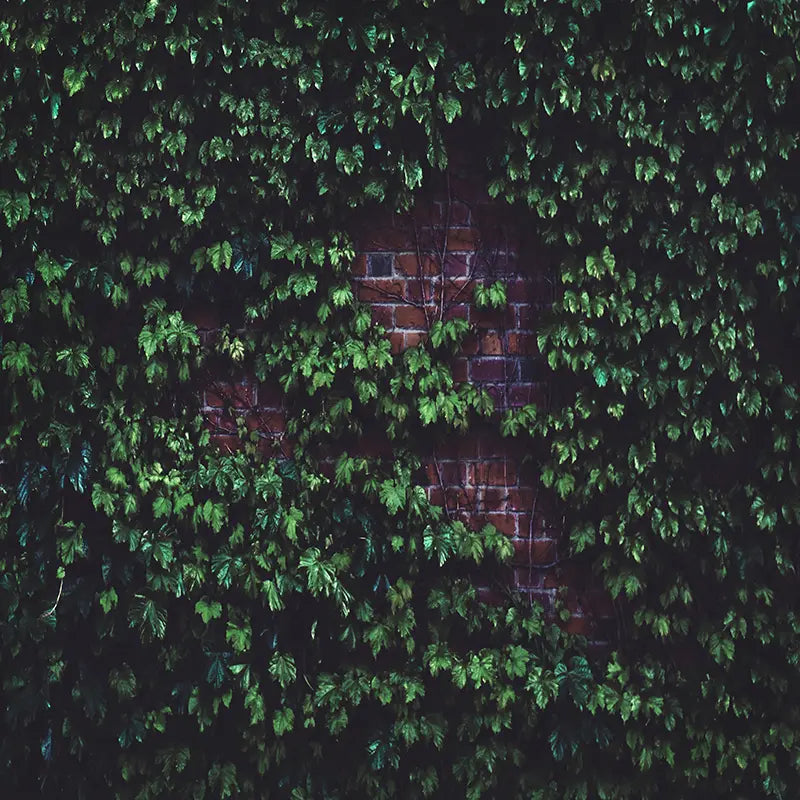 Pillow_Cover_Backdrops_forest_stone-pob-backdrops