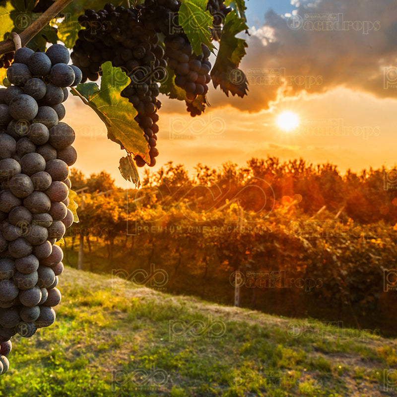 premium one pillowcover backdrops-Sunset Grapes