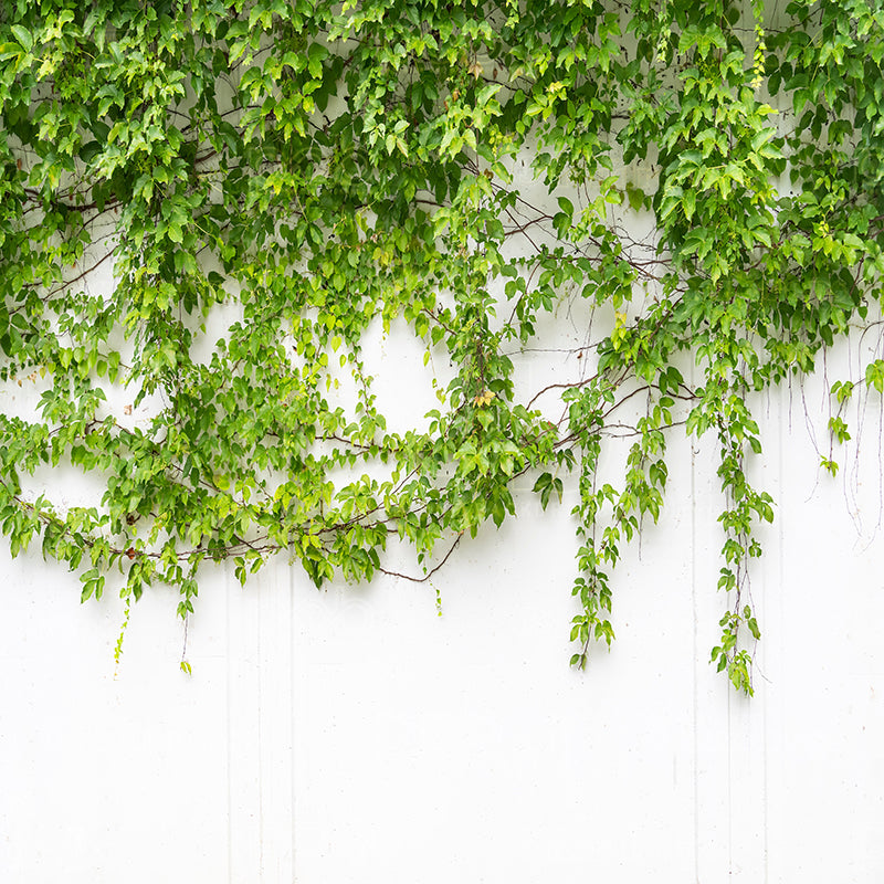 Pillow Cover Backdrop (Verdant Veil Cascade)