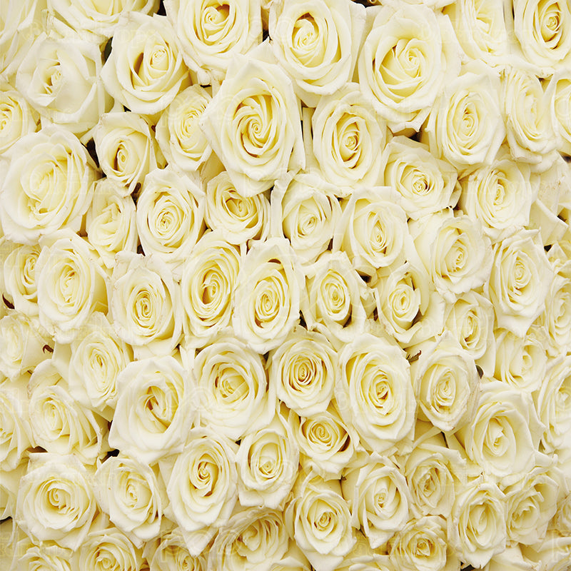 premium one pillowcover backdrops-White Rose Abstract