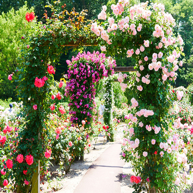 premium one pillowcover backdrops-pure flower walkway